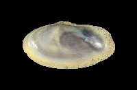 藏品(西施舌)的圖片